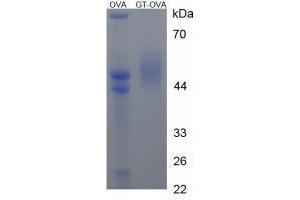 Image no. 1 for Gastrin (GAST) peptide (Ovalbumin) (ABIN5666187) (Gastrin (GAST) peptide (Ovalbumin))