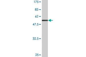 Western Blot detection against Immunogen (57.