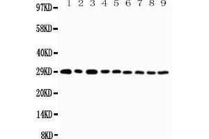 Western Blotting (WB) image for anti-Tumor Necrosis Factor Receptor Superfamily, Member 4 (TNFRSF4) (AA 29-47), (N-Term) antibody (ABIN3042883) (TNFRSF4 anticorps  (N-Term))