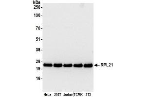 Western Blotting (WB) image for anti-Ribosomal Protein L21 (RPL21) (AA 1-50) antibody (ABIN7453192)