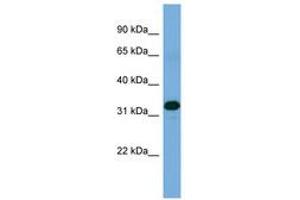 Image no. 1 for anti-Zinc Finger Protein 511 (ZNF511) (AA 179-228) antibody (ABIN6745645) (ZNF511 anticorps  (AA 179-228))