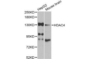 Western blot analysis of extracts of various cell lines, using HDAC4 antibody (ABIN4903045) at 1:1000 dilution.