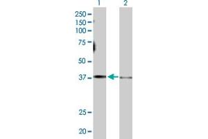 Western Blot analysis of GNAS expression in transfected 293T cell line by GNAS MaxPab polyclonal antibody. (GNAS anticorps  (AA 1-394))