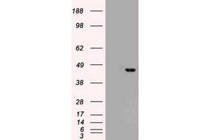 Image no. 2 for anti-SRY (Sex Determining Region Y)-Box 17 (SOX17) (AA 177-414) antibody (ABIN1491030)