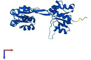 AlphaFold protein structure predicition of Mouse Recombinant Uros Protein, UniprotID P51163