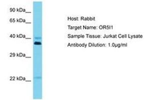 Image no. 1 for anti-Olfactory Receptor, Family 5, Subfamily I, Member 1 (OR5I1) (C-Term) antibody (ABIN6750583) (OR5I1 anticorps  (C-Term))