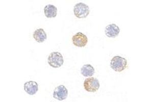 Immunocytochemistry of TDP43 in HeLa cells with this product at 5 μg/ml.