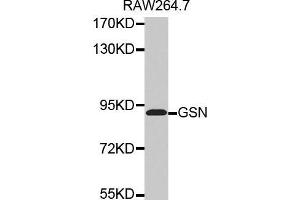 Western blot analysis of extracts of RAW264. (Gelsolin anticorps  (AA 543-782))