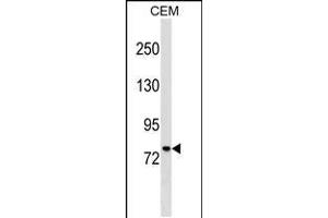 Western blot analysis in CEM cell line lysates (35ug/lane). (MUM1 anticorps  (C-Term))
