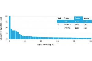 Analysis of Protein Array containing more than 19,000 full-length human proteins using Cathepsin D Mouse Monoclonal Antibody (CTSD/3082) Z- and S- Score: The Z-score represents the strength of a signal that a monoclonal antibody (MAb) (in combination with a fluorescently-tagged anti-IgG secondary antibody) produces when binding to a particular protein on the HuProtTM array. (Cathepsin D anticorps  (AA 104-250))