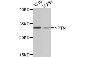 Western blot analysis of extracts of various cells, using NPTN antibody. (NPTN anticorps)