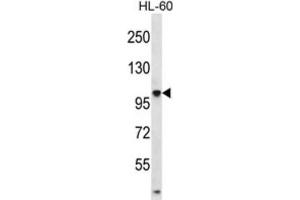 Western Blotting (WB) image for anti-Tubulin tyrosine Ligase-Like Family, Member 4 (TTLL4) antibody (ABIN2996832) (TTLL4 anticorps)