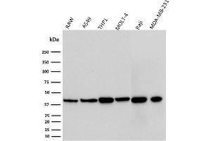 Western Blot Analysis of RAW, A549, THP1, MOLT-4, Raji, and MDA-MB-231 cell lysates using PD-L1 Mouse Monoclonal Antibody (PDL1/2746). (PD-L1 anticorps  (AA 39-191))