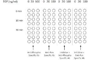 Example of how to seed cells for cell-based assay (EGFR Kit ELISA)