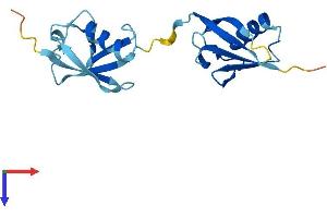 AlphaFold protein structure predicition of Human Recombinant UBD Protein, UniprotID O15205