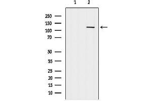 Western blot analysis of lysates from MCF7, using C Antibody.