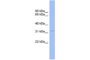 WB Suggested Anti-CNOT7 Antibody Titration:  0. (CNOT7 anticorps  (Middle Region))