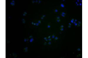 Immunofluorescence staining of Hela cells with ABIN7139984 at 1:200, counter-stained with DAPI. (OR2S2 anticorps  (AA 262-276))