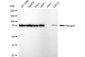 Western blotting analysis using Periostin antibody (ABIN7799774).