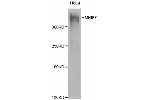 Western blot analysis of extracts of HeLa cells, using MKI67 antibody (ABIN5971120) at 1/1000 dilution. (Ki-67 anticorps)