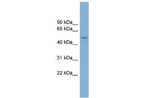 WB Suggested Anti-RNPEPL1 Antibody Titration: 0. (RNPEPL1 anticorps  (N-Term))