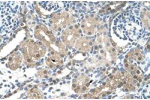 Immunohistochemical staining (Formalin-fixed paraffin-embedded sections) of human kidney with FBXL7 polyclonal antibody  at 4-8 ug/mL working concentration.
