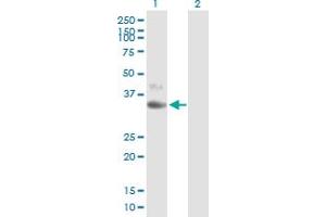 Western Blot analysis of CD1D expression in transfected 293T cell line by CD1D MaxPab polyclonal antibody. (CD1d anticorps  (AA 1-335))