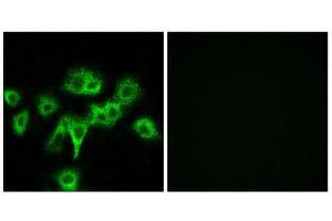 Immunofluorescence (IF) image for anti-Cell Adhesion Molecule-Related/down-Regulated By Oncogenes (CDON) (Internal Region) antibody (ABIN1850264) (CDON anticorps  (Internal Region))