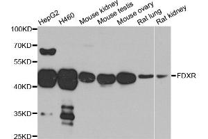 Western blot analysis of extracts of various cell lines, using FDXR antibody. (Ferredoxin Reductase anticorps)