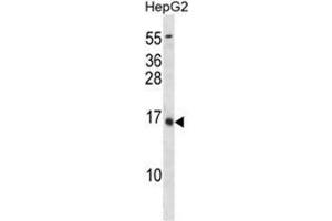 BGLAP Antibody (C80) western blot analysis in HepG2 cell line lysates (35µg/lane). (Osteocalcin anticorps  (C-Term))