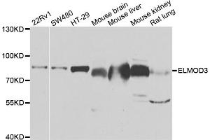 Western blot analysis of extracts of various cell lines, using ELMO3 antibody (ABIN5975493) at 1/1000 dilution. (ELMO3 anticorps)