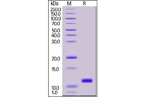 SARS-CoV-2 NSP7, His Tag on SDS-PAGE under reducing (R) condition.