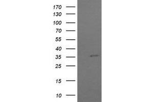 Image no. 3 for anti-COP9 Signalosome Complex Subunit 6 (COPS6) (AA 58-327) antibody (ABIN1491601)