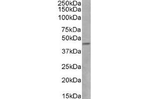 Western Blot using anti-CCR5 (phosphoserine 337) antibody V14/2. (Recombinant CCR5 anticorps  (pSer337))