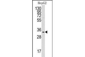Western blot analysis of anti-C1QBP Antibody (Center) (ABIN392305 and ABIN2841958) in HepG2 cell line lysates (35 μg/lane). (C1QBP anticorps  (AA 76-104))