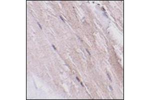 Immunohistochemistry of NIPSNAP2 in mouse skeletal muscle tissue with this product at 2.