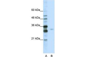 Western Blotting (WB) image for anti-serine/arginine-Rich Splicing Factor 1 (SRSF1) antibody (ABIN2462230) (SRSF1 anticorps)