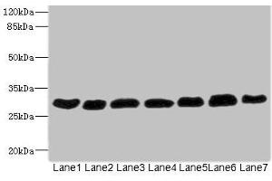 Western blot All lanes: PGAM2 antibody at 7. (PGAM2 anticorps  (AA 1-253))