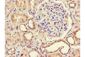 Immunohistochemistry of paraffin-embedded human kidney tissue using ABIN7168224 at dilution of 1:100 (RPE anticorps  (AA 2-228))