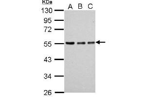WB Image Sample (whole cell lysate) A: 293T 20ug B: 293T 10ug C: 293T 5ug 10% SDS PAGE antibody diluted at 1:10000