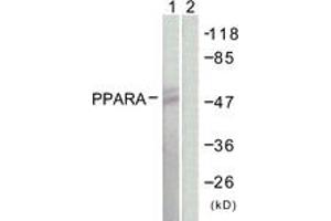 Western blot analysis of extracts from NIH-3T3 cells, using PPAR-alpha (Ab-21) Antibody. (PPARA anticorps  (AA 6-55))