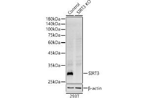 Western blot analysis of extracts from wild type (WT) and SIRT3 knockout (KO) 293T cells, using SIRT3 antibody (ABIN7270324) at 1:1000 dilution.