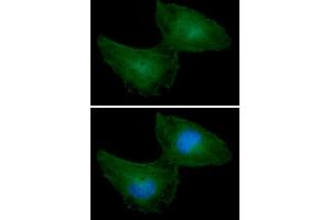 ICC/IF analysis of PRPS1 in HeLa cells line, stained with DAPI (Blue) for nucleus staining and monoclonal anti-human PRPS1 antibody (1:100) with goat anti-mouse IgG-Alexa fluor 488 conjugate (Green).