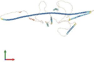 AlphaFold protein structure predicition of Human Recombinant AMOTL2 Protein, UniprotID Q9Y2J4