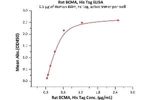 Immobilized Human BAFF, Fc Tag, active trimer (ABIN6972950) at 5 μg/mL (100 μL/well) can bind Rat BCMA, His Tag (ABIN6992383) with a linear range of 0.