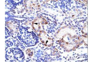 Image no. 1 for anti-Regulating Synaptic Membrane Exocytosis 3 (RIMS3) (C-Term) antibody (ABIN202211) (RIMS3 anticorps  (C-Term))