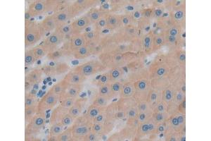 Used in DAB staining on fromalin fixed paraffin- embedded Kidney tissue (UBAP1 anticorps  (AA 1-295))