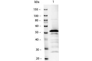 Western Blot of Mouse IgG2a Antibody Alkaline Phosphatase Conjugated. (Lapin anti-Souris IgG2a (Heavy Chain) Anticorps (Alkaline Phosphatase (AP)) - Preadsorbed)