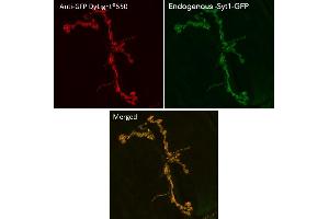 anti-Green Fluorescent Protein (GFP) antibody (DyLight 550)