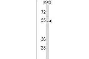 ZN Antibody (N-term) (ABIN1539408 and ABIN2838227) western blot analysis in K562 cell line lysates (35 μg/lane). (ZNF736 anticorps  (N-Term))